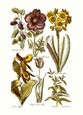 Buy Flowers (Hc) at AllPosters.com
