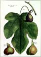 Buy Fig Leaf II at AllPosters.com