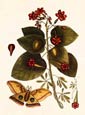 Buy Butterfly Botanical I at AllPosters.com