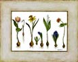 Buy Assortment of Bulbs at AllPosters.com