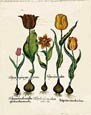Buy Flowers at AllPosters.com