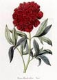Buy Paeonia Officinalis Cultivar at AllPosters.com