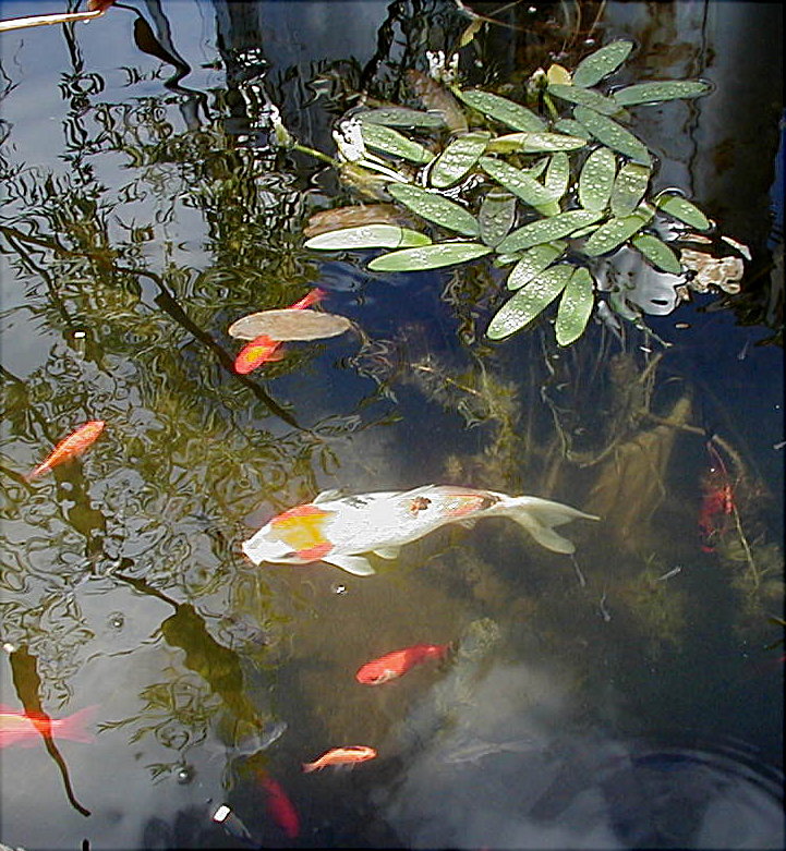 Koi with Water Hawthorn